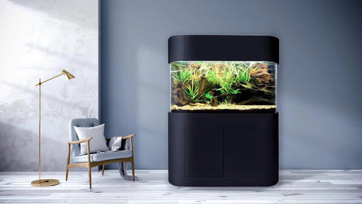 The Benefits of Investing in a Premium Glass Fish Tank with Curved Glass - AQUA VIM